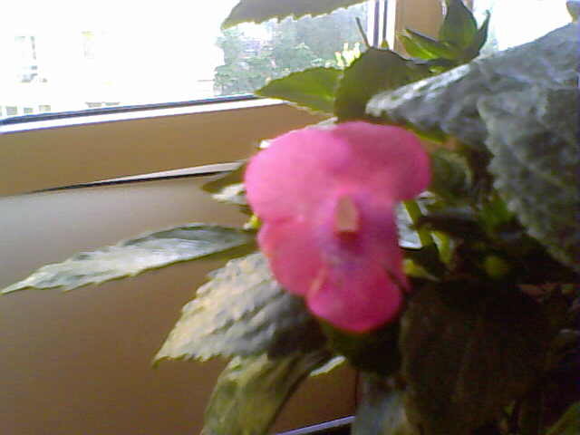 Picture 017 - achimenes