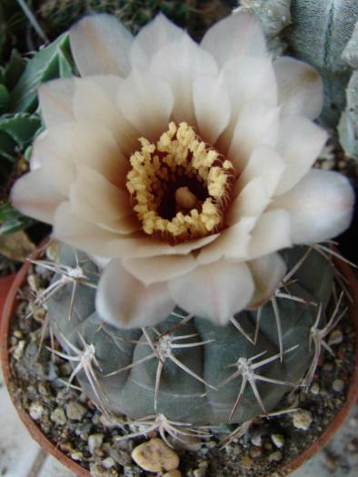 Gymnocalycium - Cactusi la Mangalia
