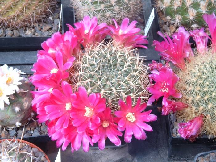 Sulcorebutia  FICUS - CACTUSI FLOWERS ROZZ