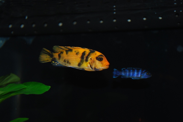 dsc0330ca - African Cichlid
