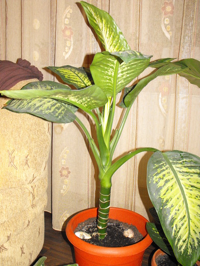 dieffebachia