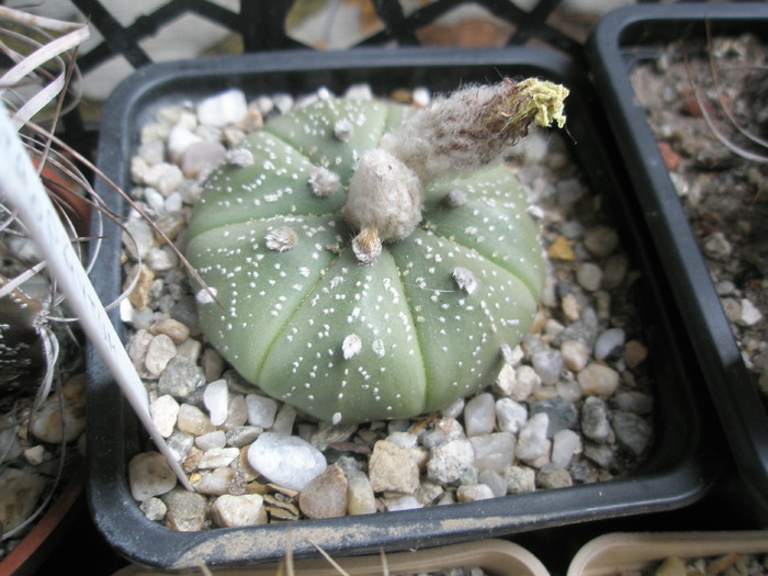 Astrophytum astrias - inca unul