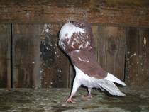 gusat de norwich - X-TODAS LAS RASAS DE PALOMAS EN EL MUNDO