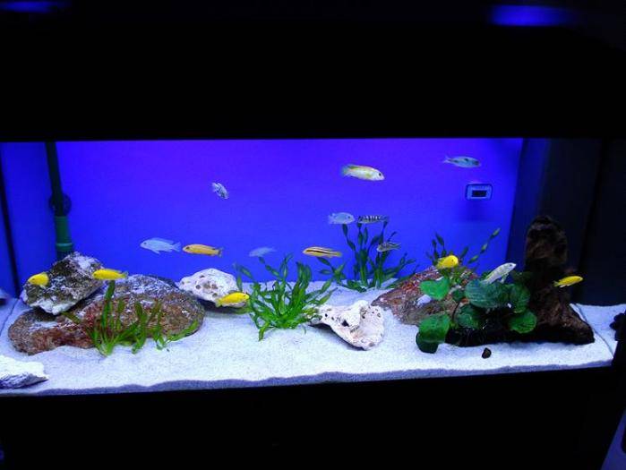 RMEEYVCLUCXTOXUDFKS - Pentru ciclide africane