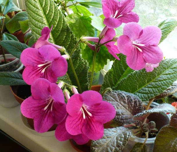 P1130435 - STREPTOCARPUSI