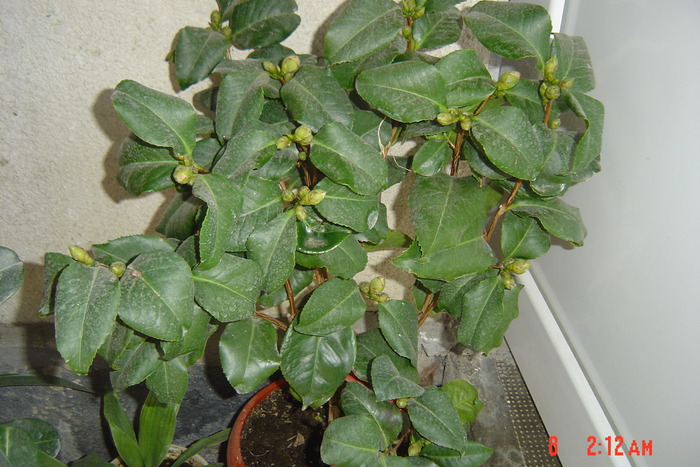 camellia