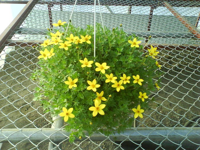 bidens