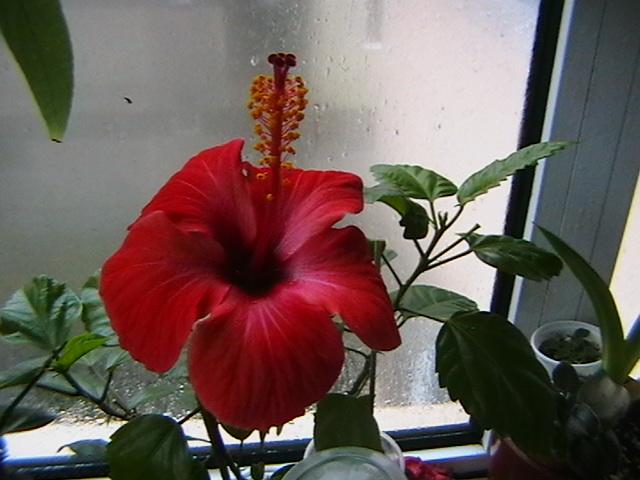12.02 - hibiscus 2009
