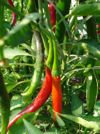 Tokyo Hot Pepper (2009, August 29) - Tokyo Hot Pepper