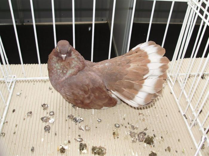 castaniu 5 - 1506 2 porumbei rz