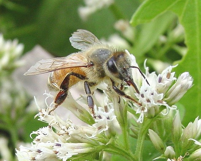 European_Honeybee[1] - apicultura
