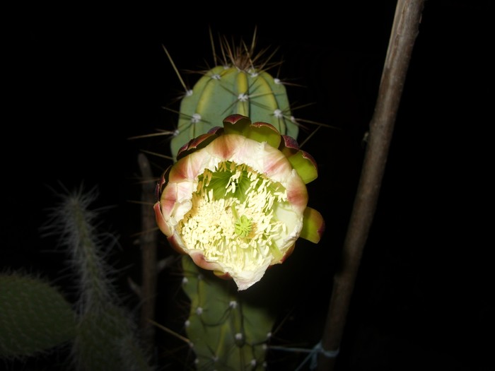 ora:20:10 - Cereus forbesii