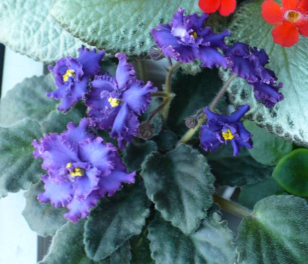 P1110422 - Saintpaulia - violete de camera