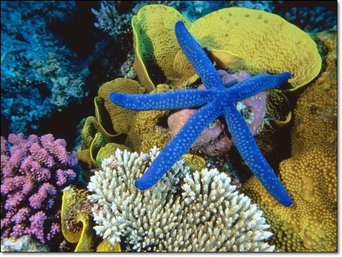 blue-linckia-sea-star