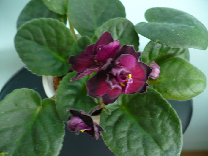 Vampire's Kiss - Saintpaulia - violete de camera
