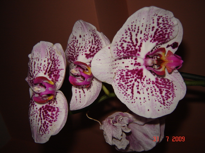 DSC02571 - flori