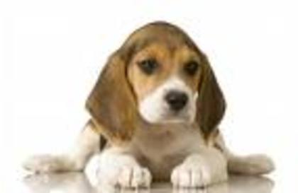 beagle - Beagle puppy