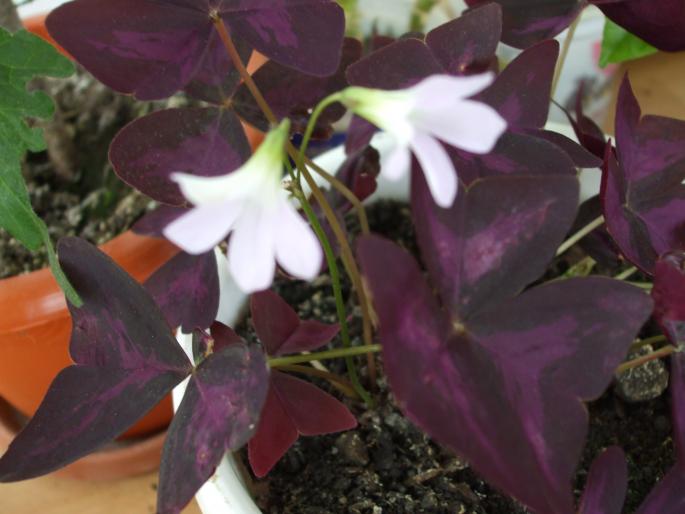 oxalis - Flori