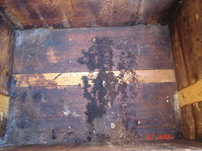 DSC05489 - albine alte noutati