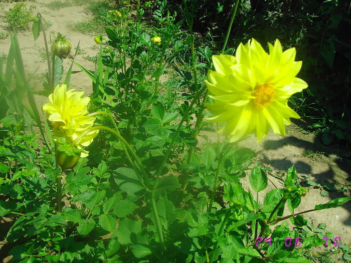 Galbena - Dalii-gherghine