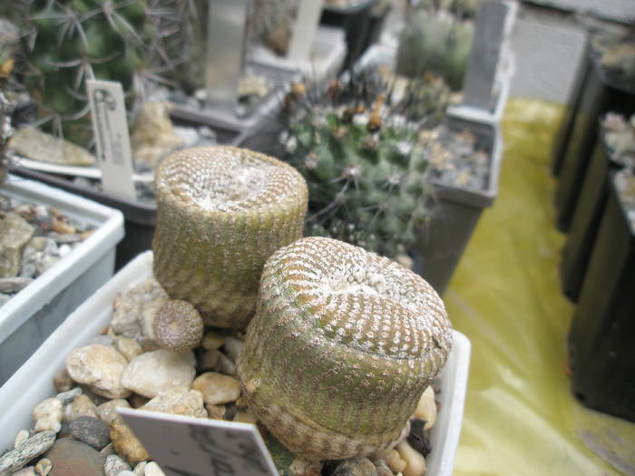 P6010082 - plantele lui George Nitu