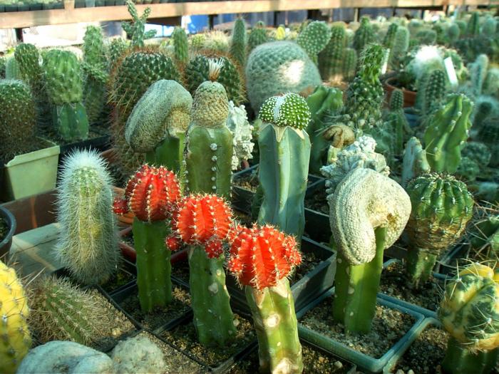Rajko (11) - Cactusi