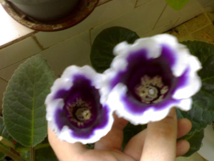 Gloxinia Kaiser Wilhelm - Gloxinia 2008