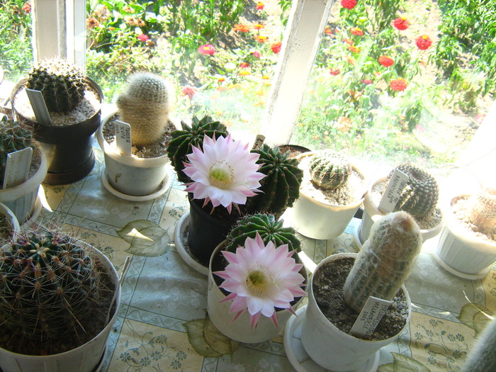 Picture 038 - cactusii mei