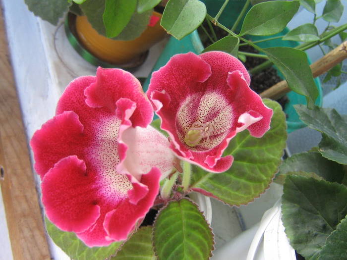 IMG_1965; gloxinie
