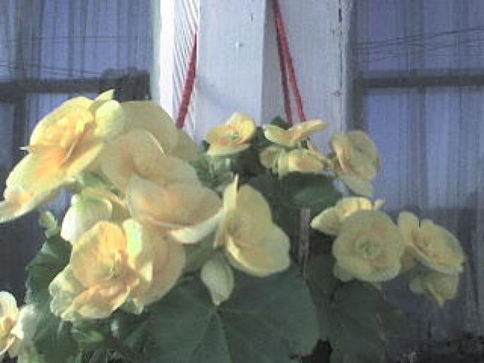 BEGONIA GALBENA; begonie galbena
