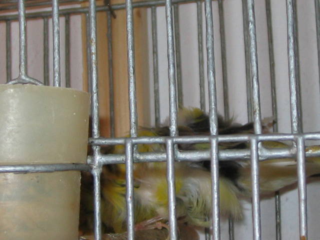IMG_0069 - canari de postura de culoare side cantec