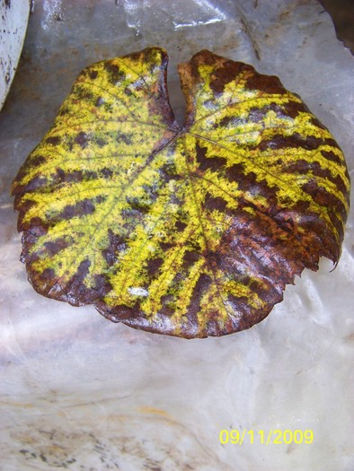 100_4082 - Toamna in curte  Timisoara