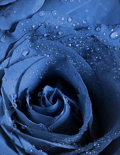 blue_rose_20 - Trandafiri albastri