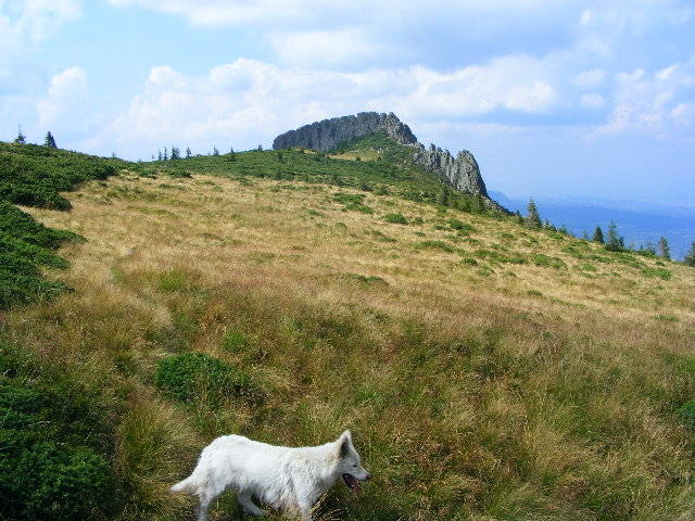 DSCF4442 - 2 august 2009 Traseu Suior Secatura Creasta Cocosului Gutaiul Doamnei  Vf Gutai
