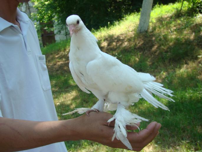 DSC00813 - 22-05-2008