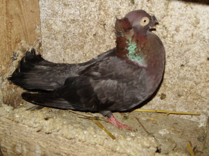 P4250042 - 1738 Dan Prismareanu