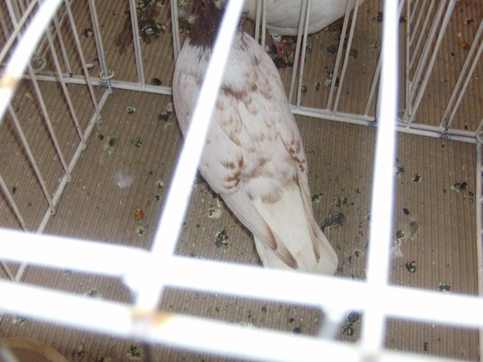 poza 044