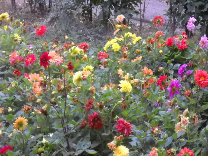 Picture 095 - flori dragute