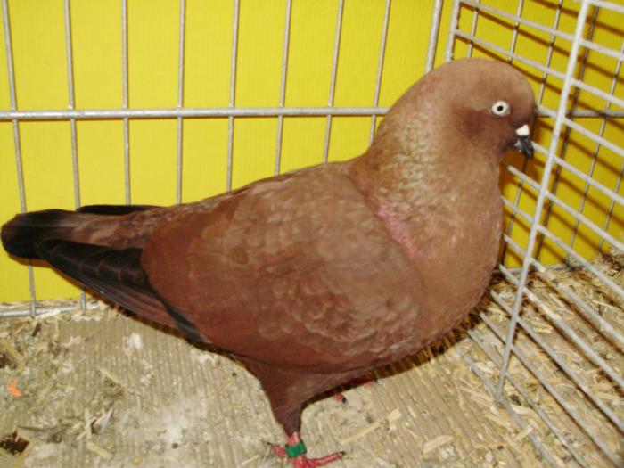 14850 zboland 1 14850 zboland 1