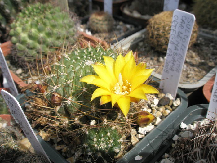 Sulcorebutia cardenasiana - 17.05 - Sulcorebutia