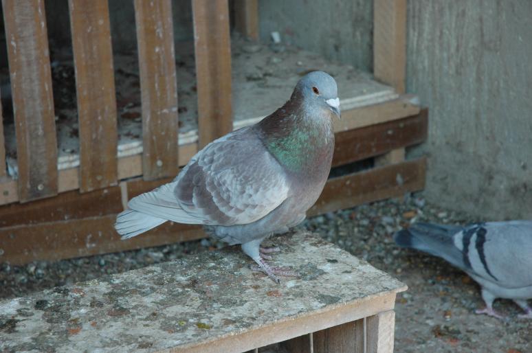 DSC_4745 - Porumbei Tica