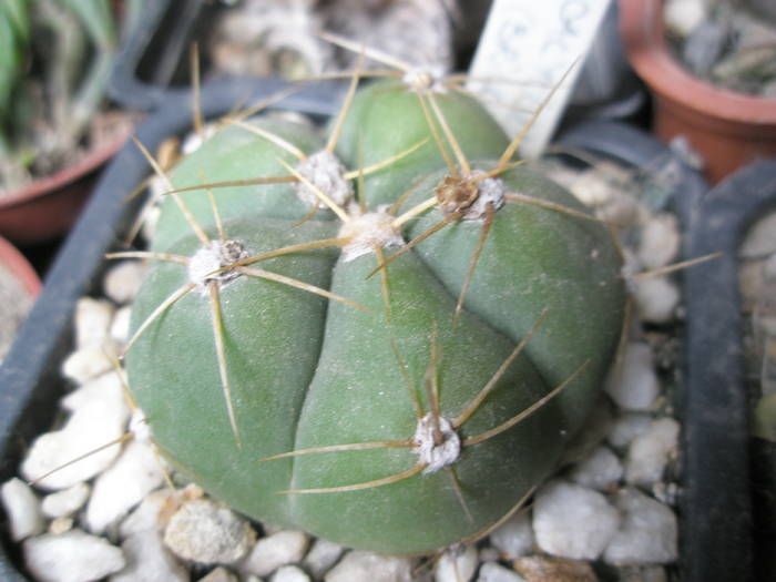 Gymnocalycium horstii 2