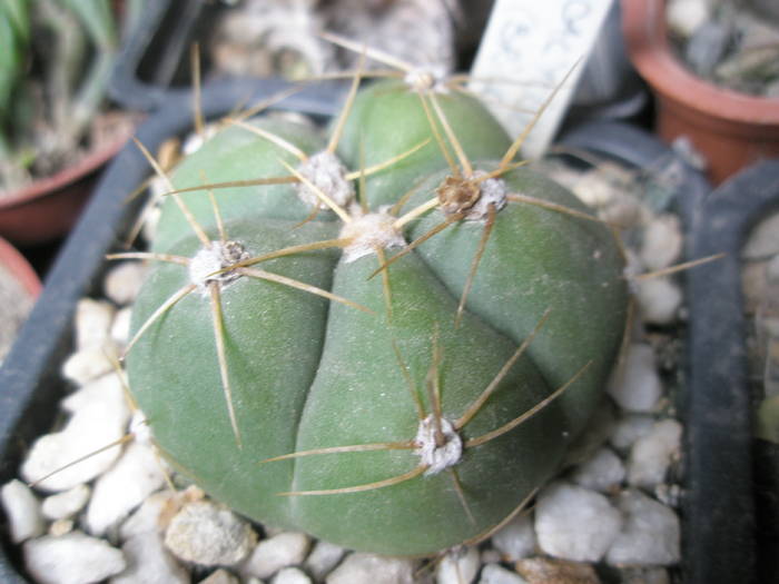 Gymnocalycium horstii 2 - cactusi la iernat 2008-2009