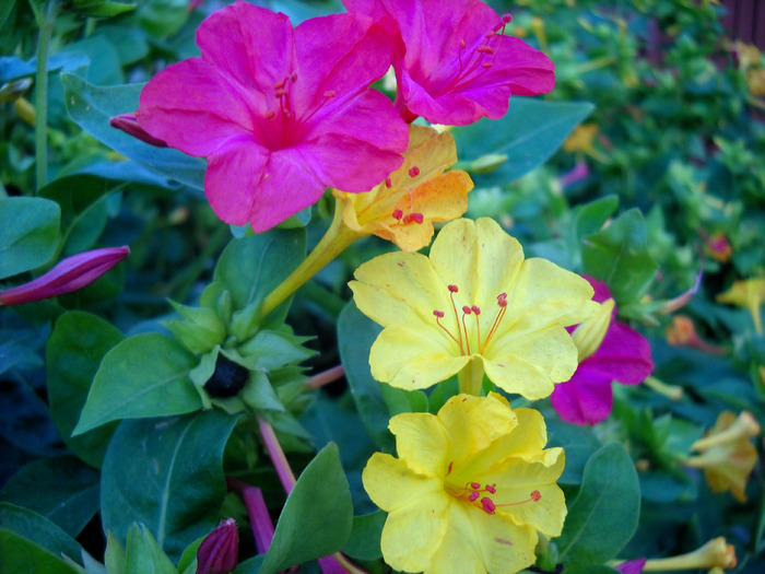 Picture 103 - flori dragute