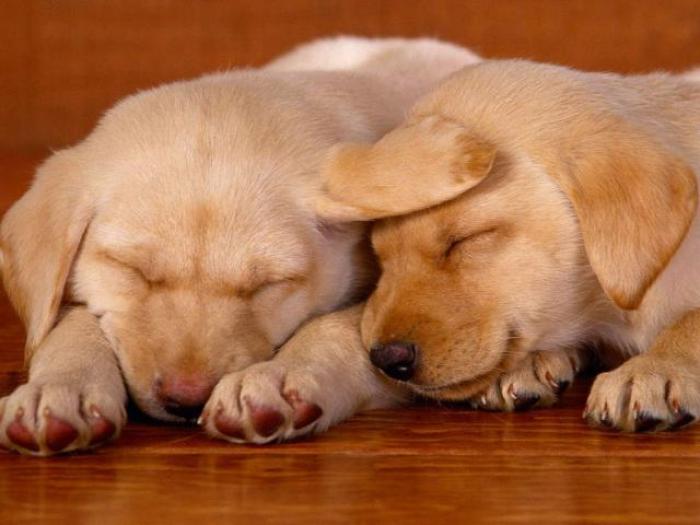 Dogs Wallpaper_ Poze cu Catei 55 - Animale