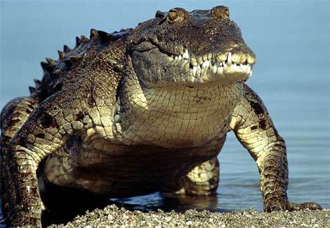 840 - crocodili