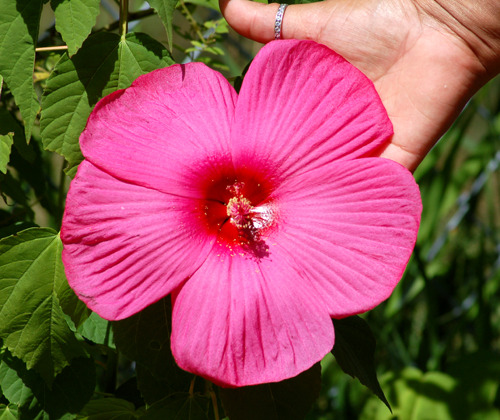 large_flowered_hibiscus - Hibiscus