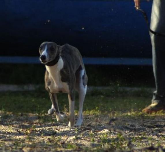 DARIUS - WHIPPET Pozhar v Kremle Neonovy Blesk