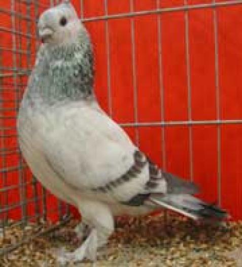 grizzle classic(sur)(Luzerner Tauben)