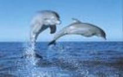 SYJNQDIPALRTWROOACN - Delfini